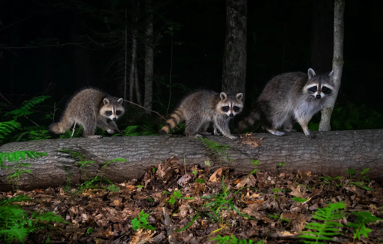 Photo wallpaper forest, night, darkness, foliage, raccoon, three, log, trio