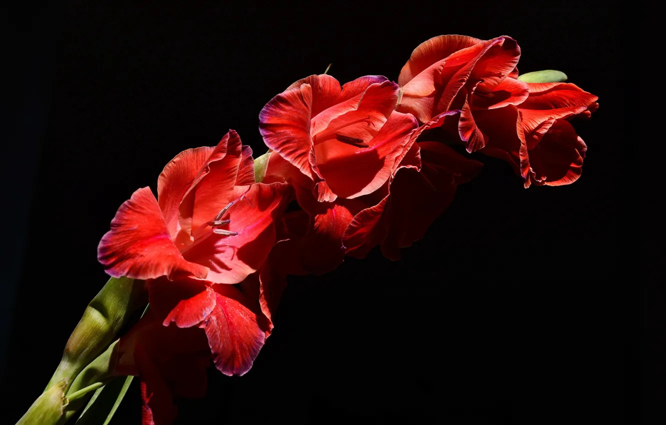 Photo wallpaper background, black, gladiolus