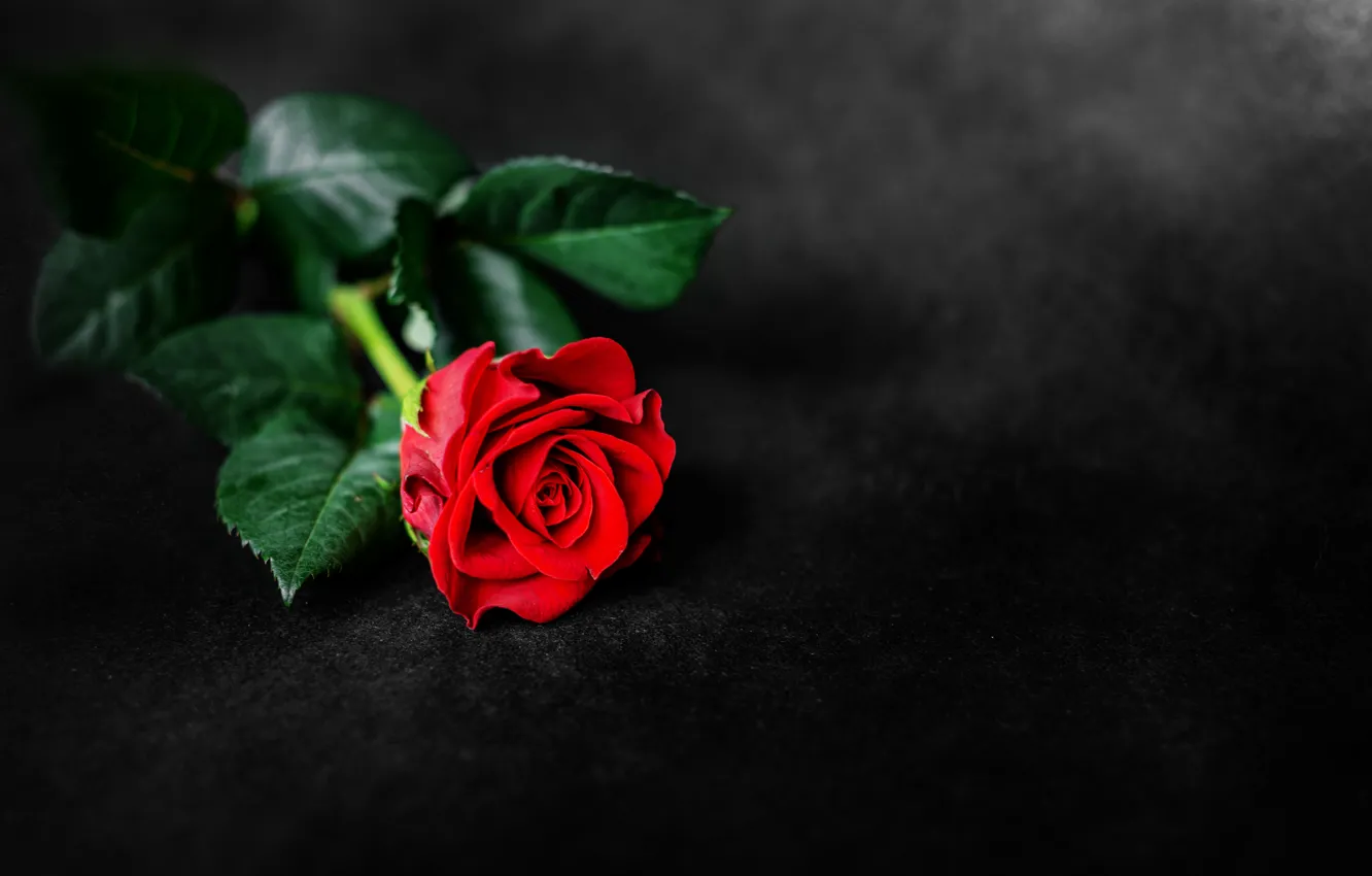 Photo wallpaper background, rose, red