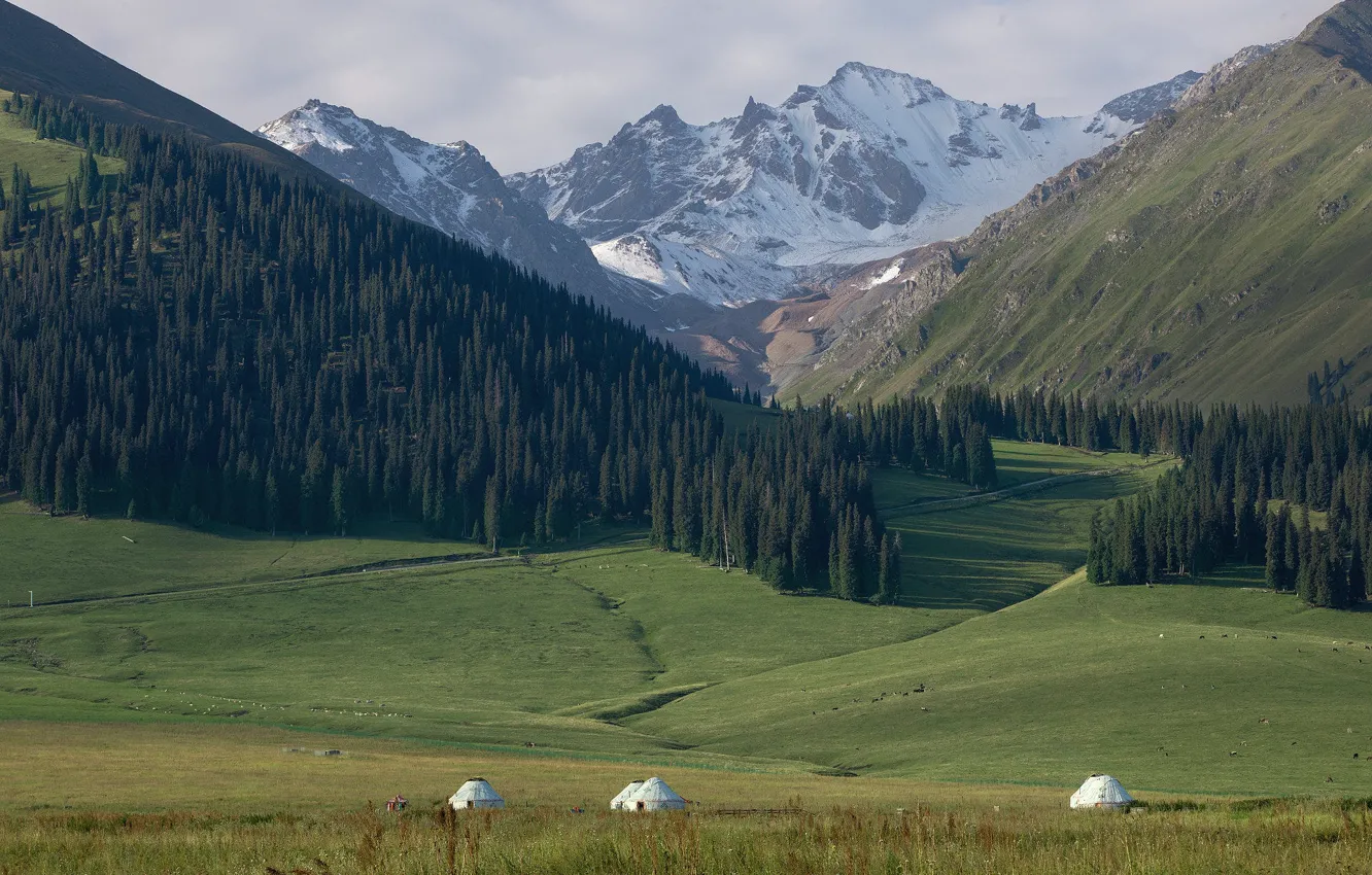 Photo wallpaper forest, mountains, slope, house, Yurt