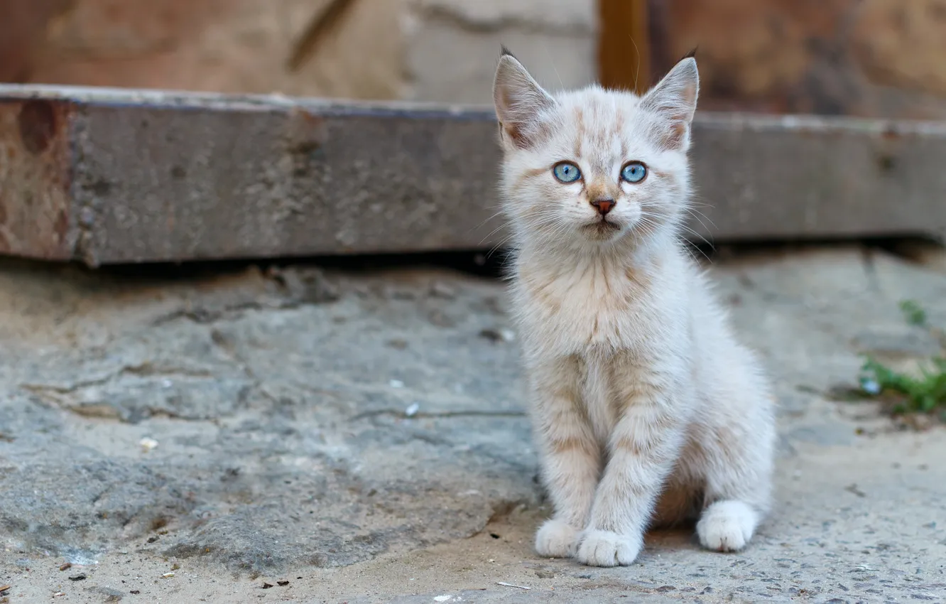 Photo wallpaper white, kitten, blue eyes