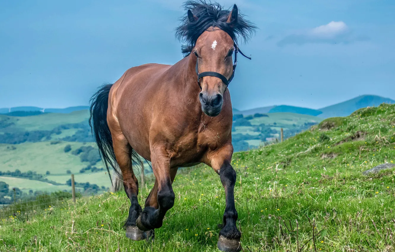 Photo wallpaper field, summer, the sky, landscape, nature, horse, hills, horse