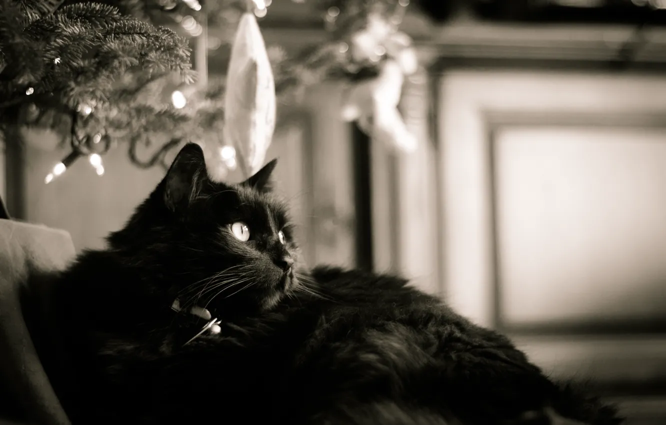 Photo wallpaper cat, black, black and white, six