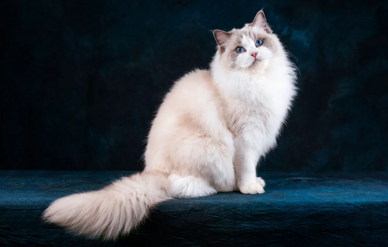 Photo wallpaper cat, white, cat, look, face, pose, the dark background, fluffy