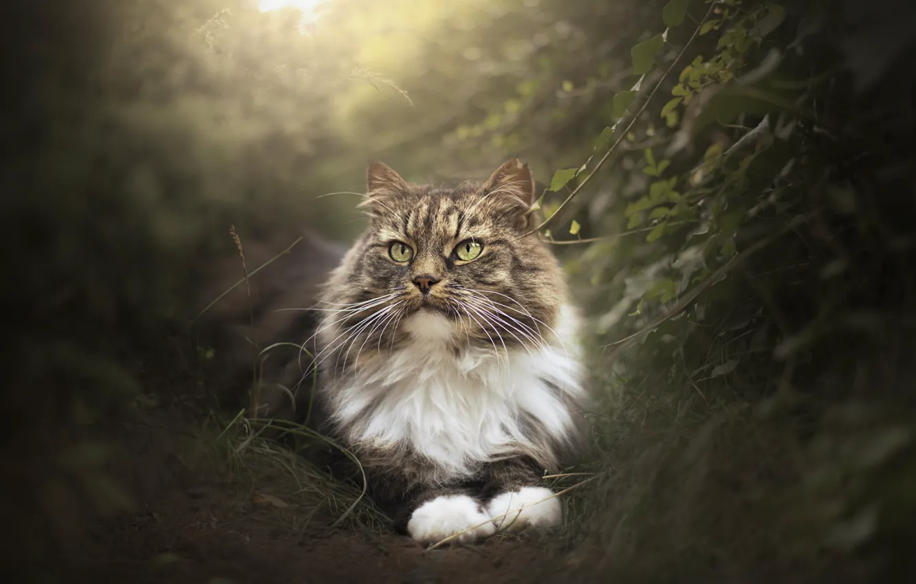 Photo wallpaper cat, nature, background