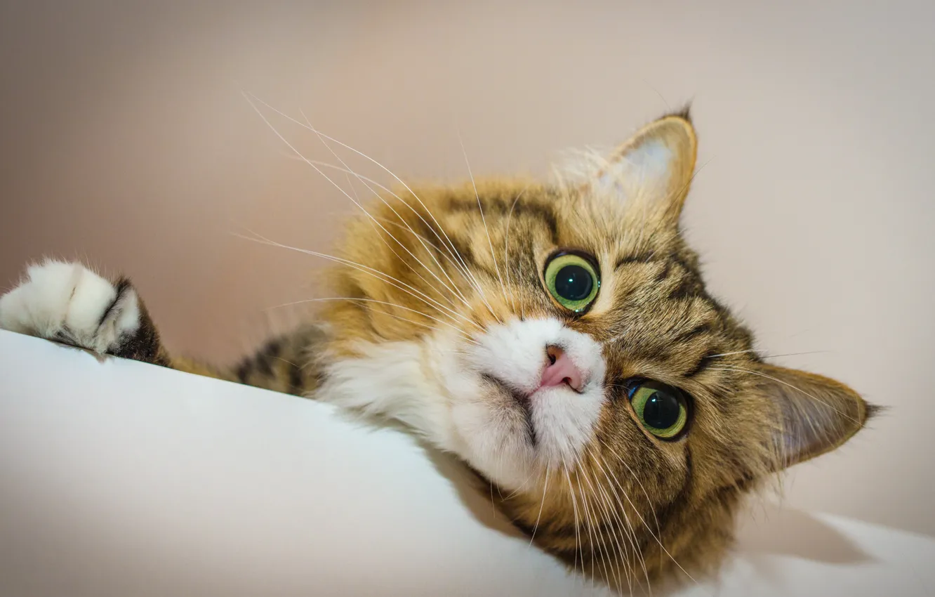 Photo wallpaper cat, cat, look, muzzle, eyes, cat