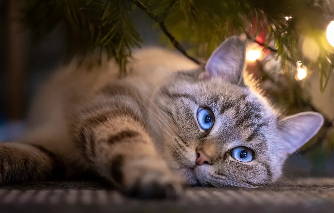 Photo wallpaper cat, cat, light, branches, lights, pose, holiday, portrait