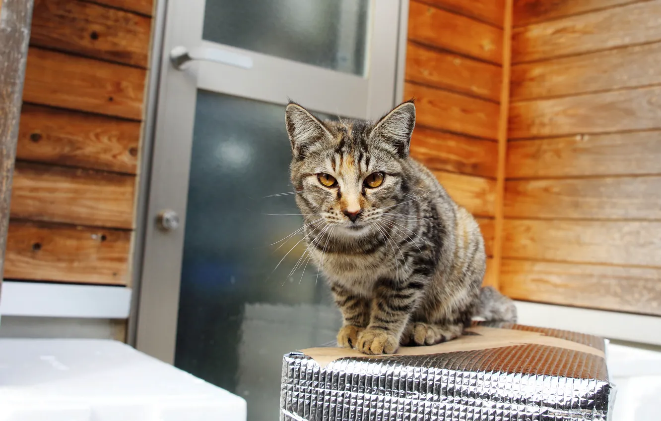 Photo wallpaper cat, cat, look, light, pose, grey, background, Board