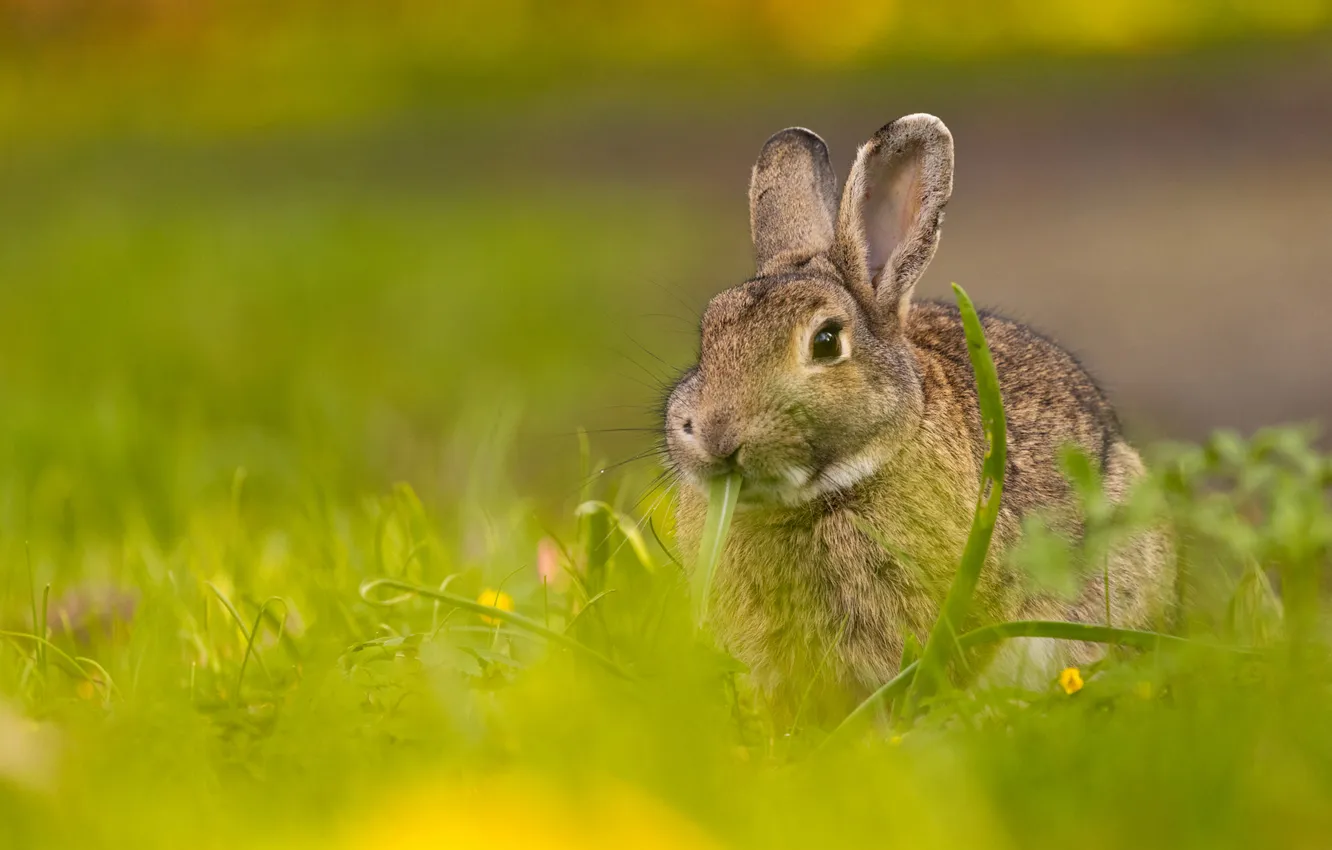 Photo wallpaper greens, grass, look, grey, glade, rabbit, face, Bunny