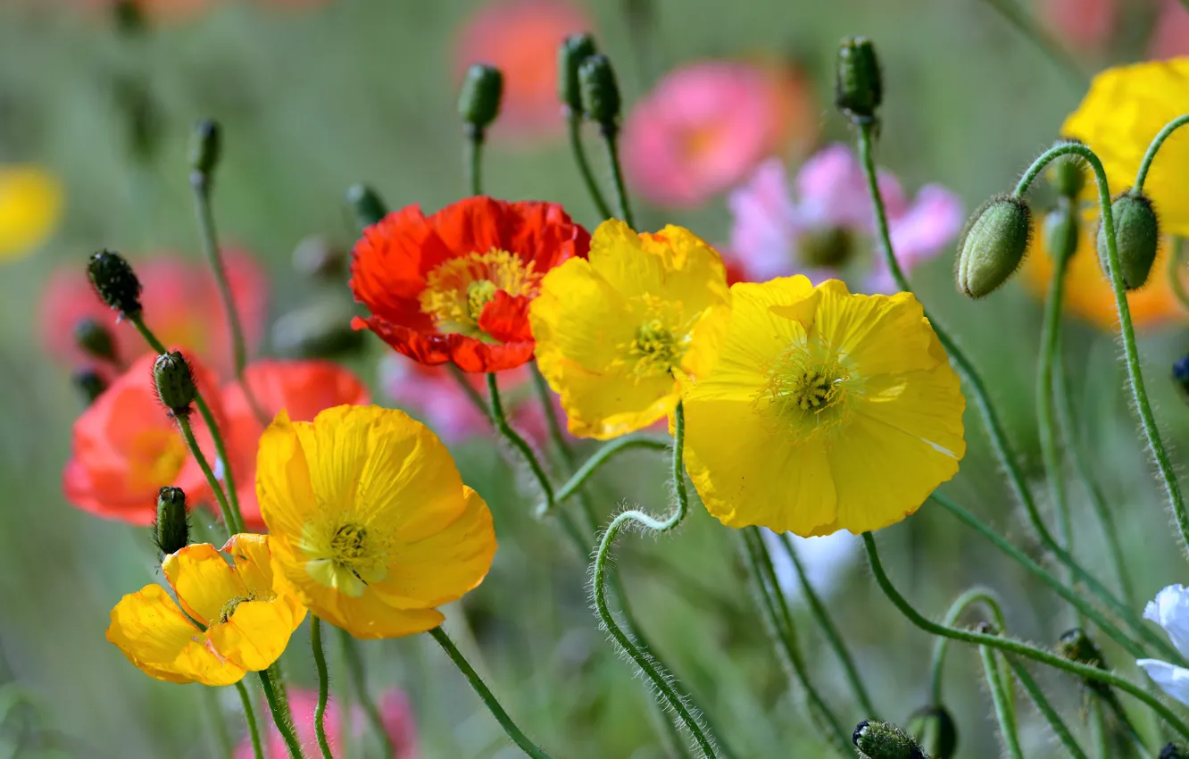 Photo wallpaper macro, yellow, red, Maki