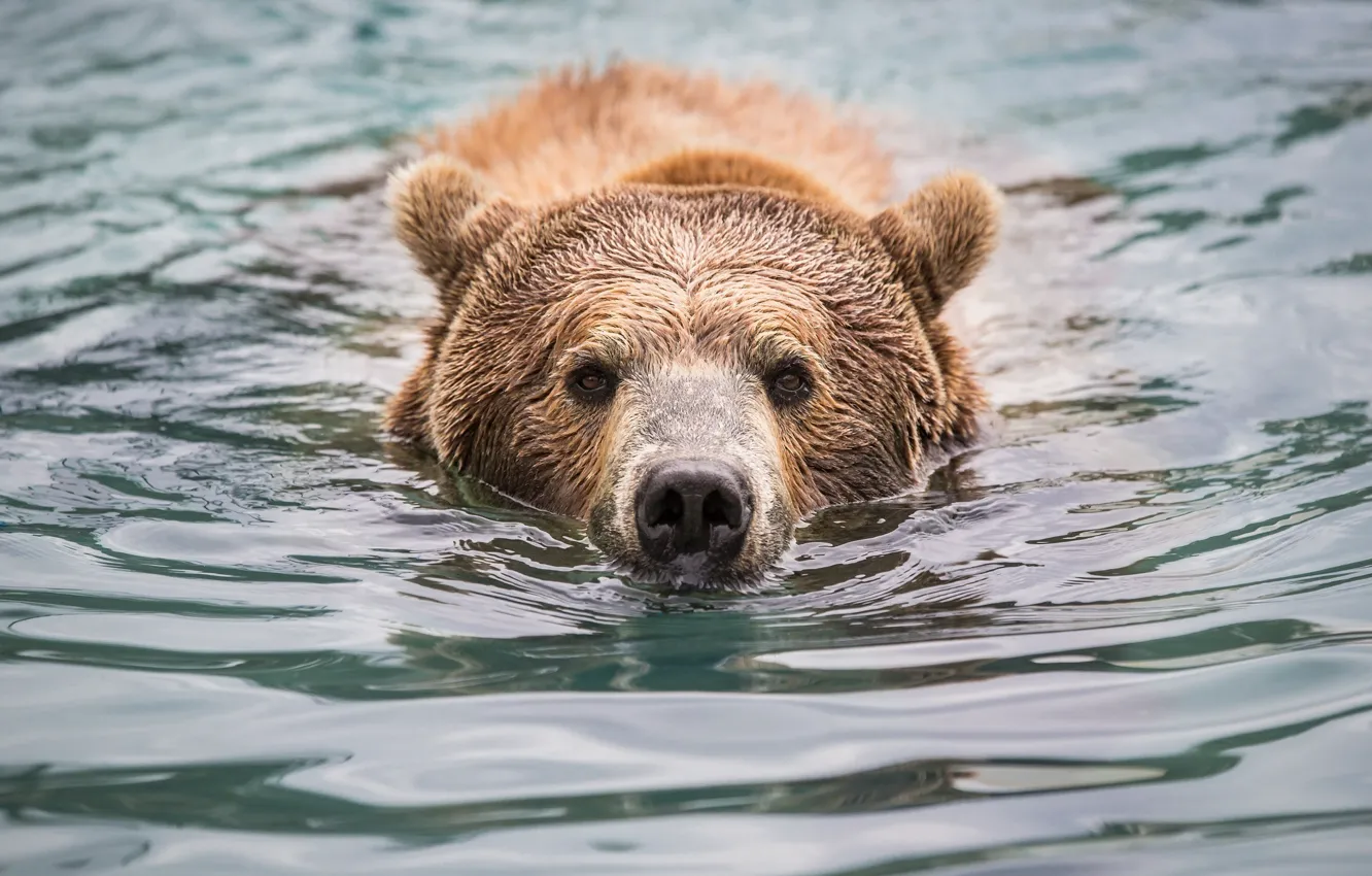 Photo wallpaper face, swim, nose, bear, bathing, grizzly