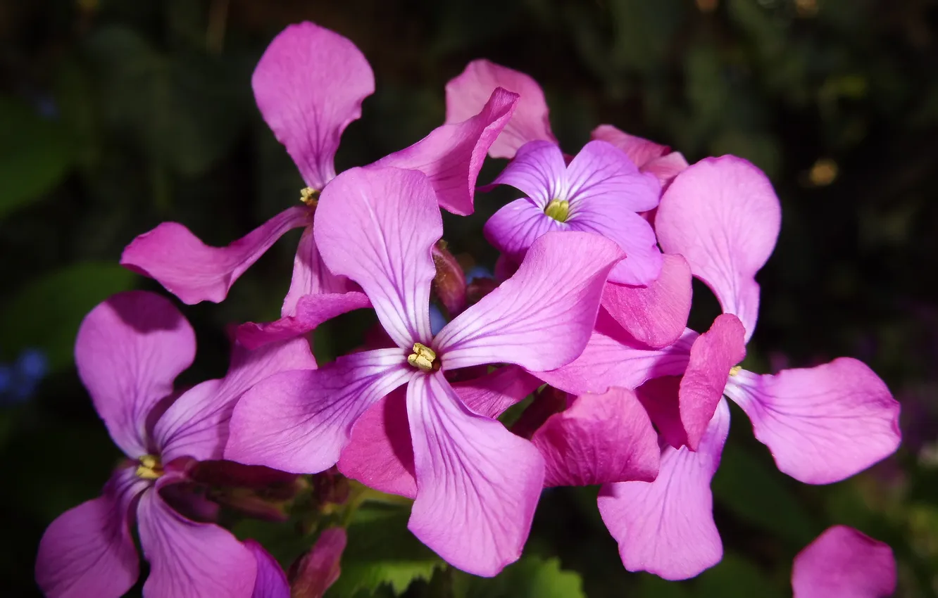 Photo wallpaper flowers, violet, night violet