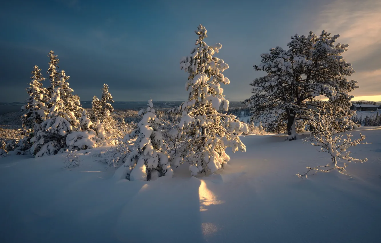 Photo wallpaper winter, snow, trees, landscape, nature, dawn, morning, ate
