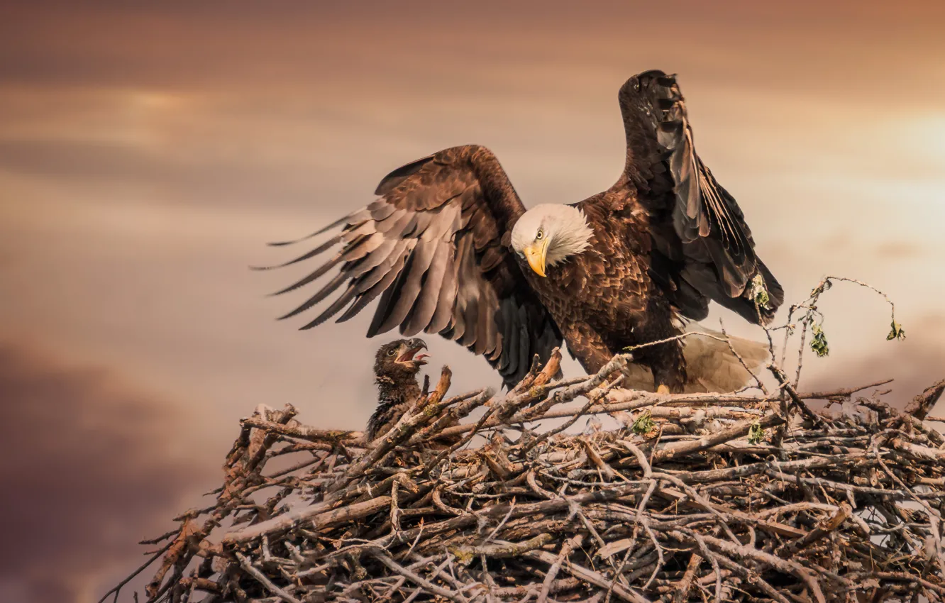 Photo wallpaper nature, treatment, socket, Chicks, bald eagle