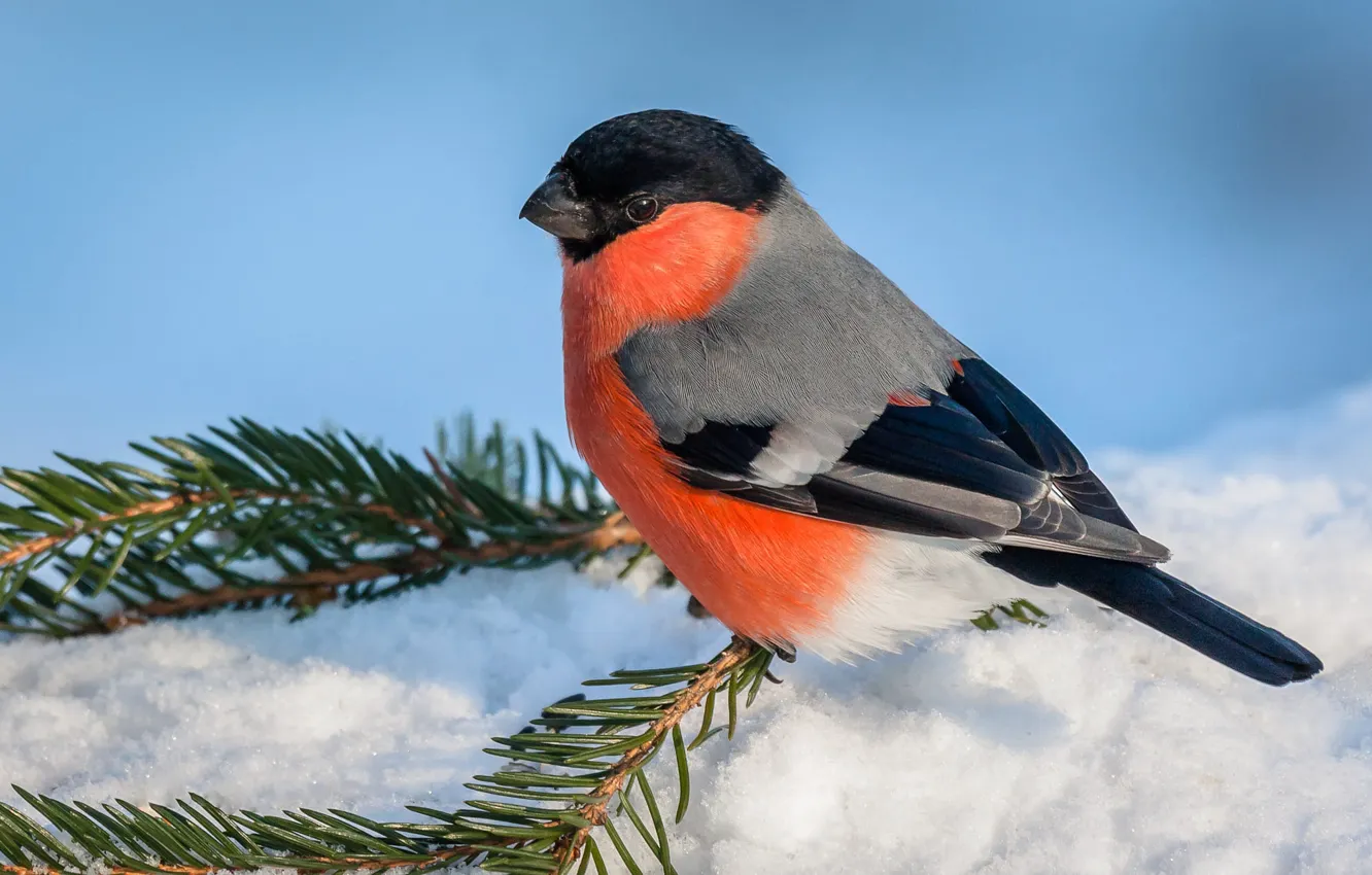 Photo wallpaper snow, winter, blue background, needles, bird, bullfinch, branches