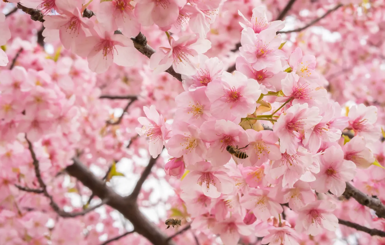 Photo wallpaper branches, cherry, Sakura, flowering, flowers, bees