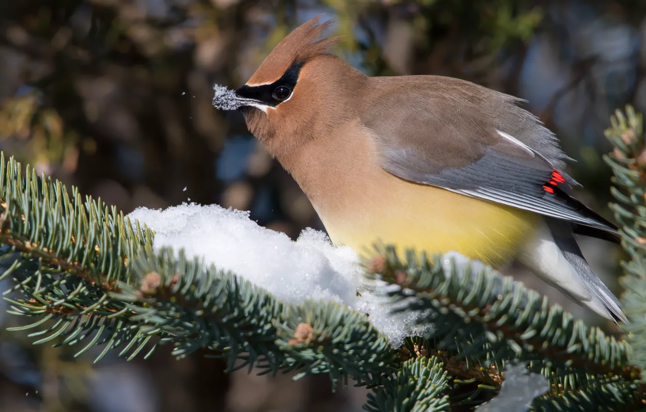 Photo wallpaper winter, snow, branches, nature, background, bird, spruce, beak