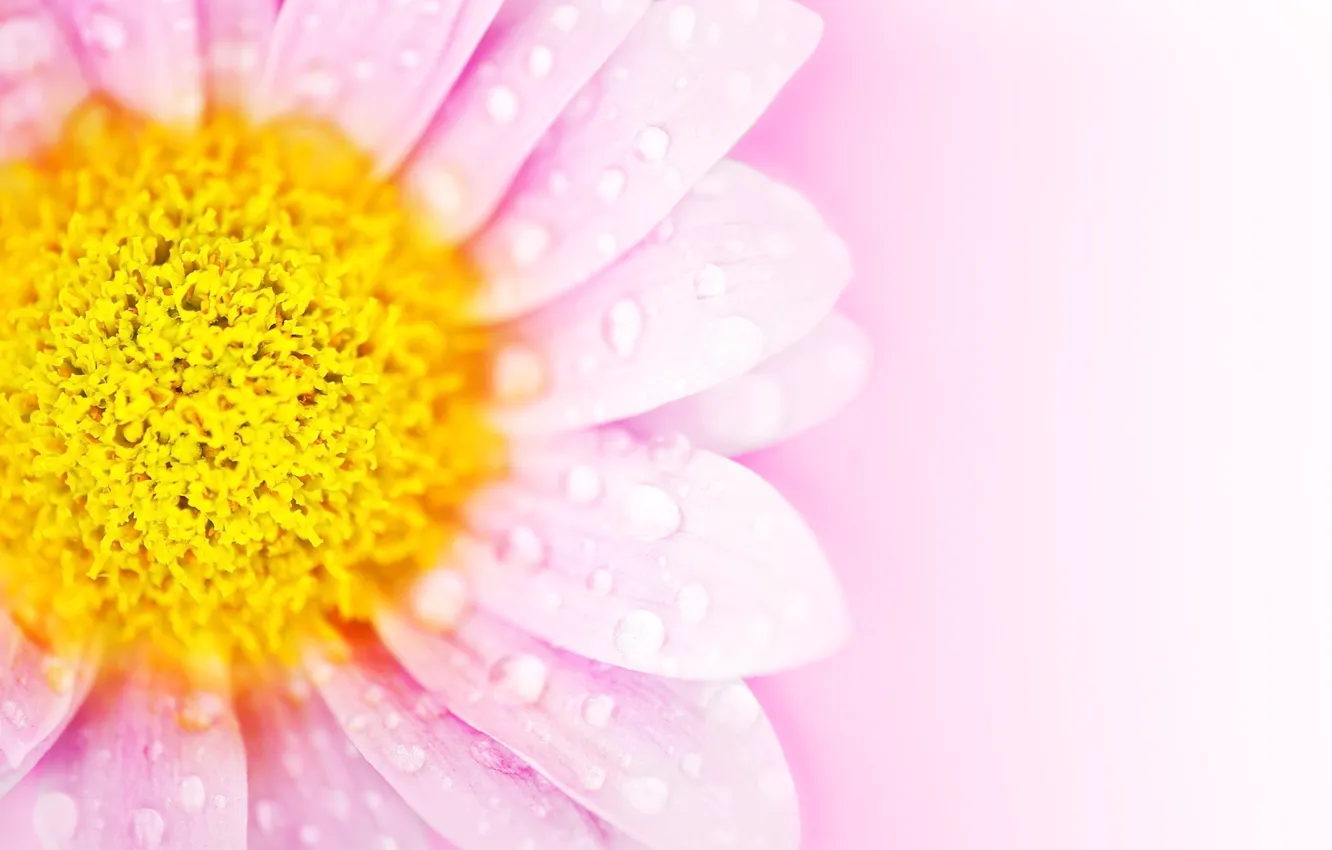 Photo wallpaper flower, drops, background, pink