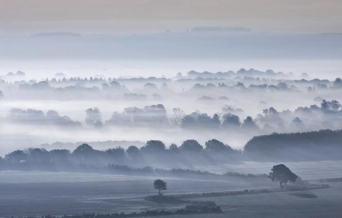 Photo wallpaper trees, fog, field, morning, valley