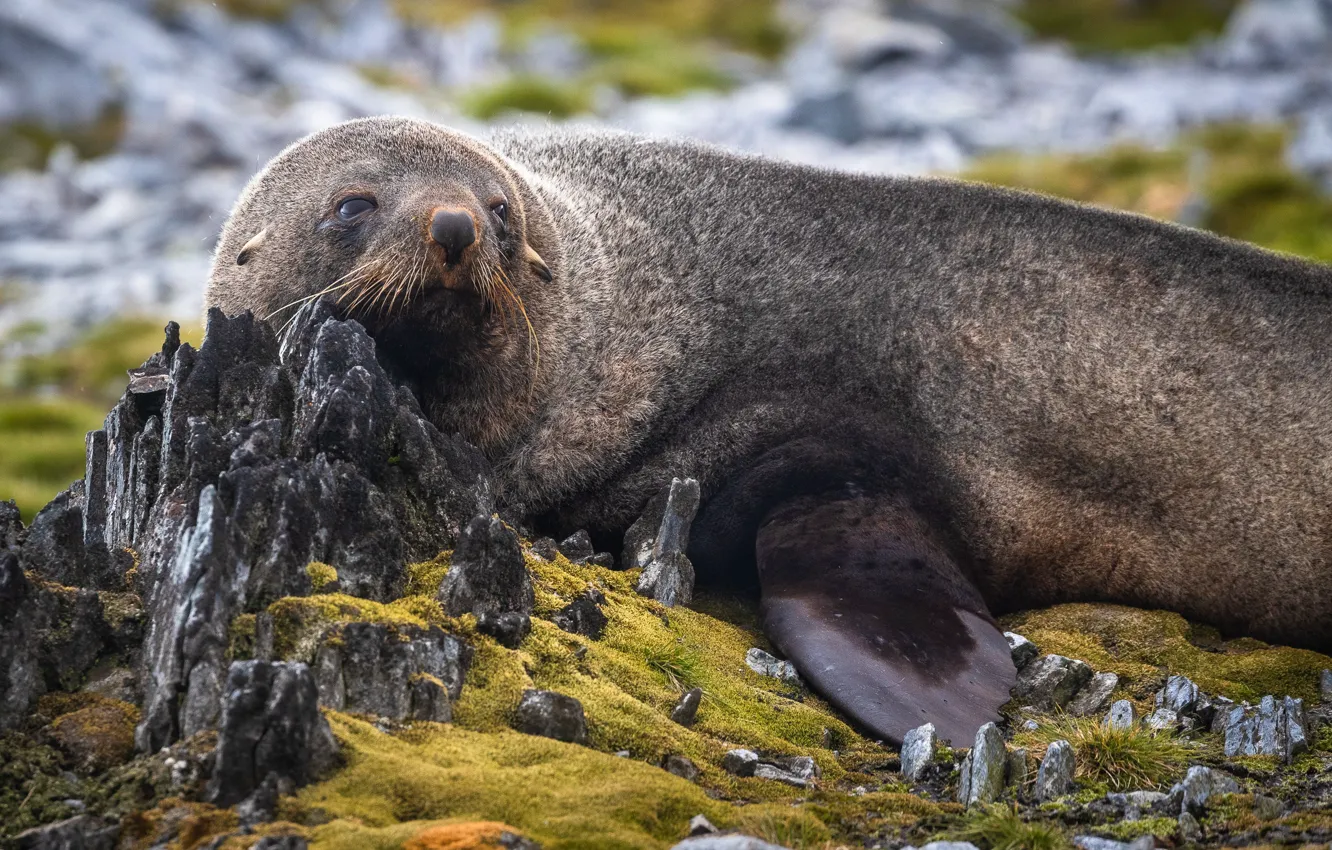 Photo wallpaper nature, stones, animal, moss, seal, Alexander Lozitsky