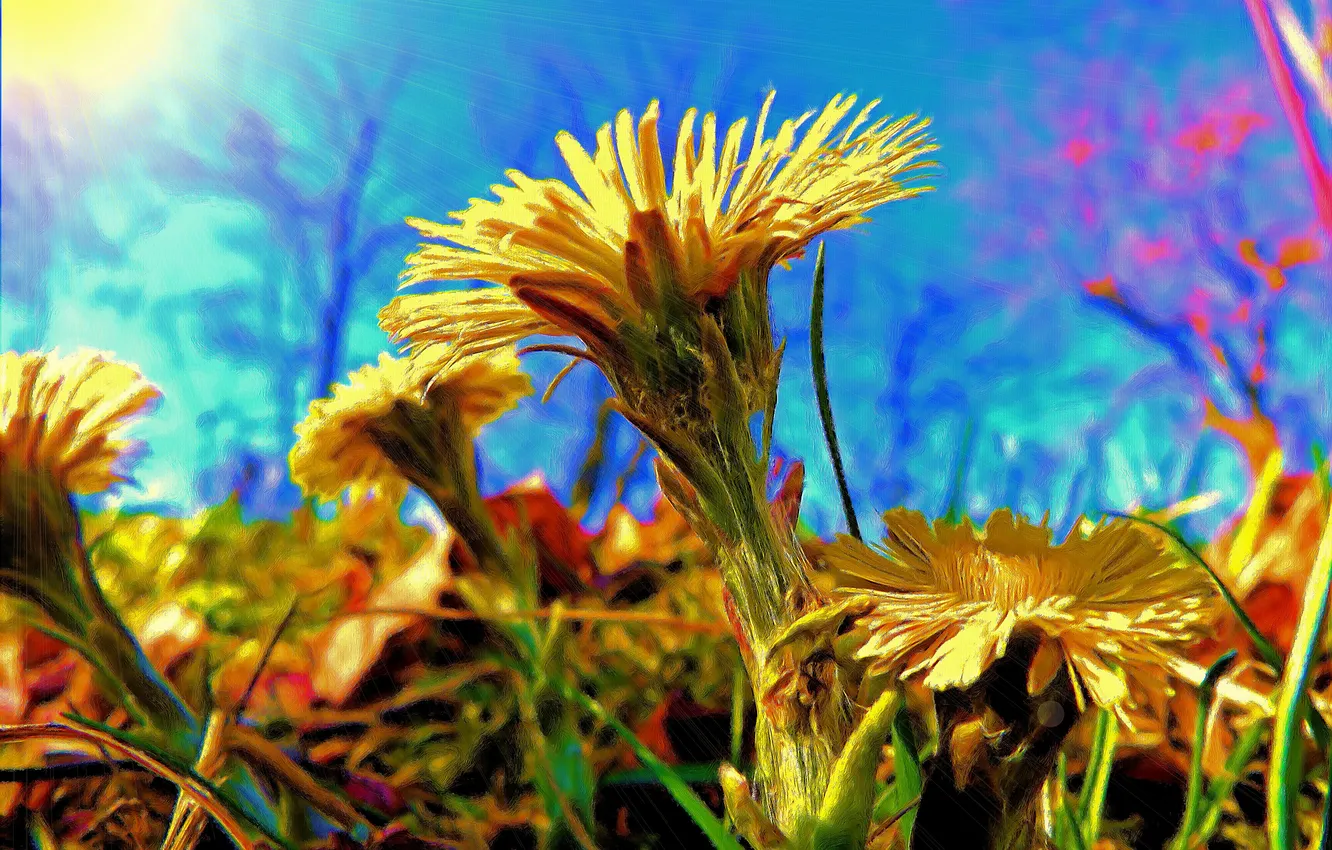 Photo wallpaper the sky, grass, the sun, flowers, rendering, treatment