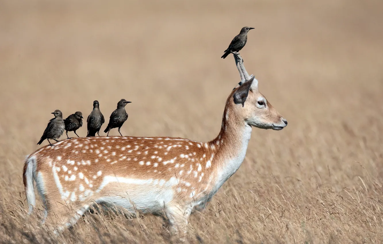 Photo wallpaper nature, bird, deer