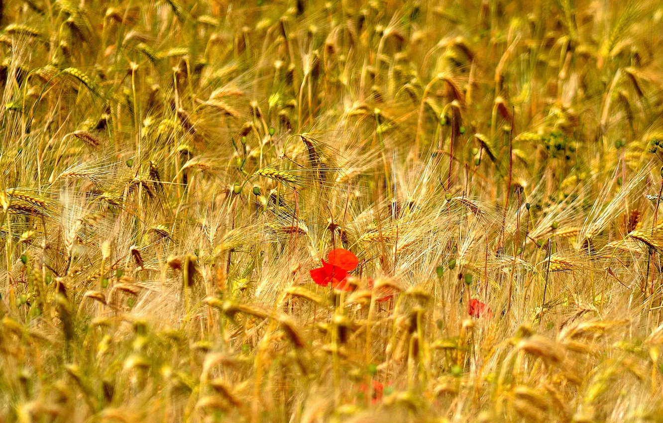 Photo wallpaper field, flower, Mac, ears