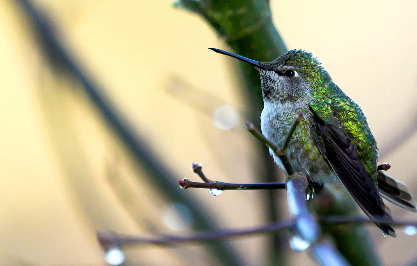 Photo wallpaper branches, nature, bird, color, feathers, beak