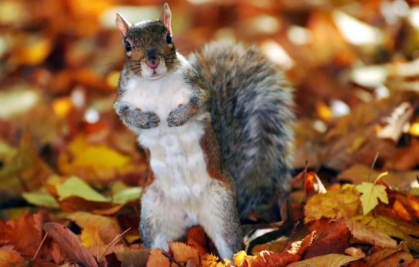 Photo wallpaper autumn, leaves, protein, stand