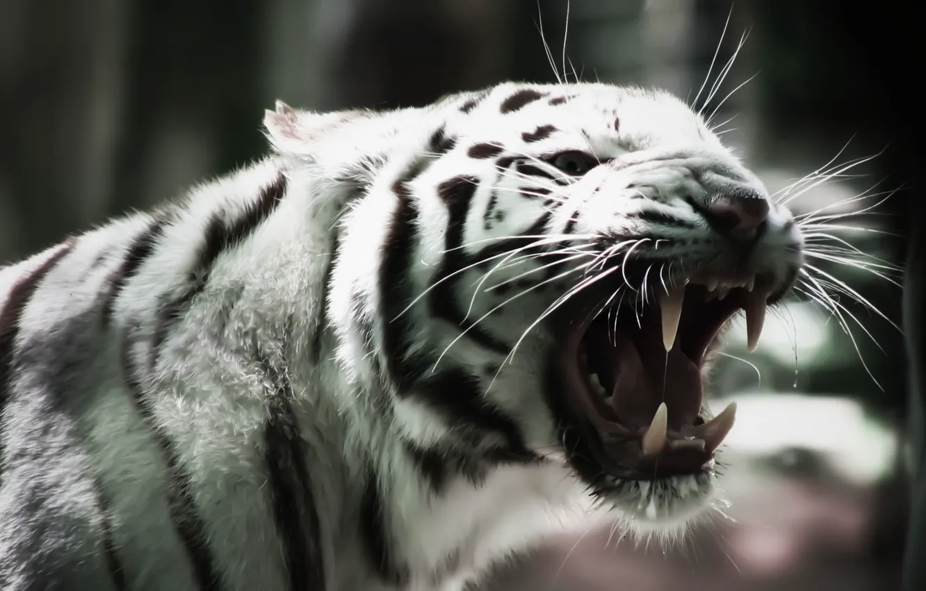 Photo wallpaper cat, mustache, fangs, white tiger, cat, 1920x1080, white tiger, albino