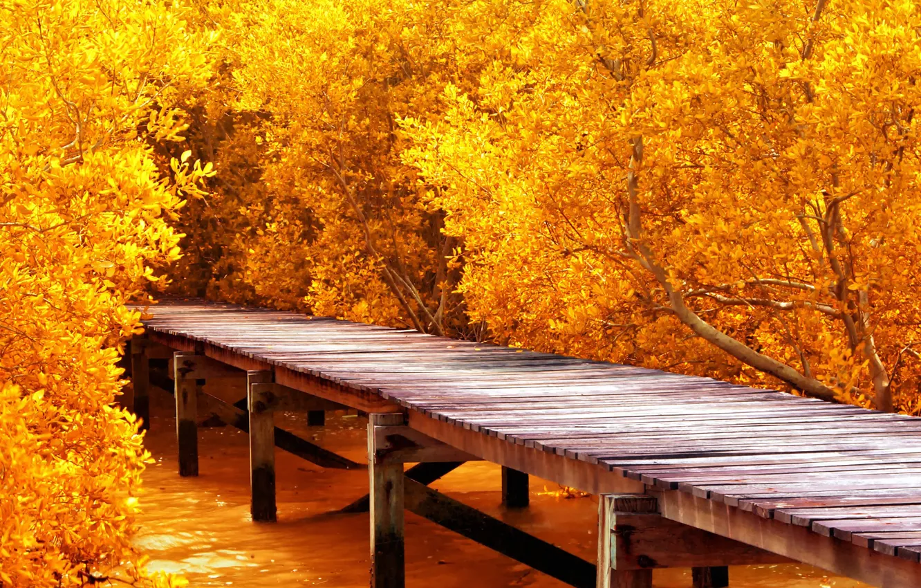 Photo wallpaper autumn, trees, pier, pierce, the bridge