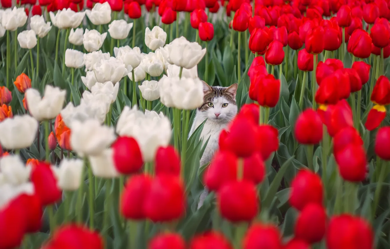 Photo wallpaper field, cat, cat, look, flowers, spring, tulips, red