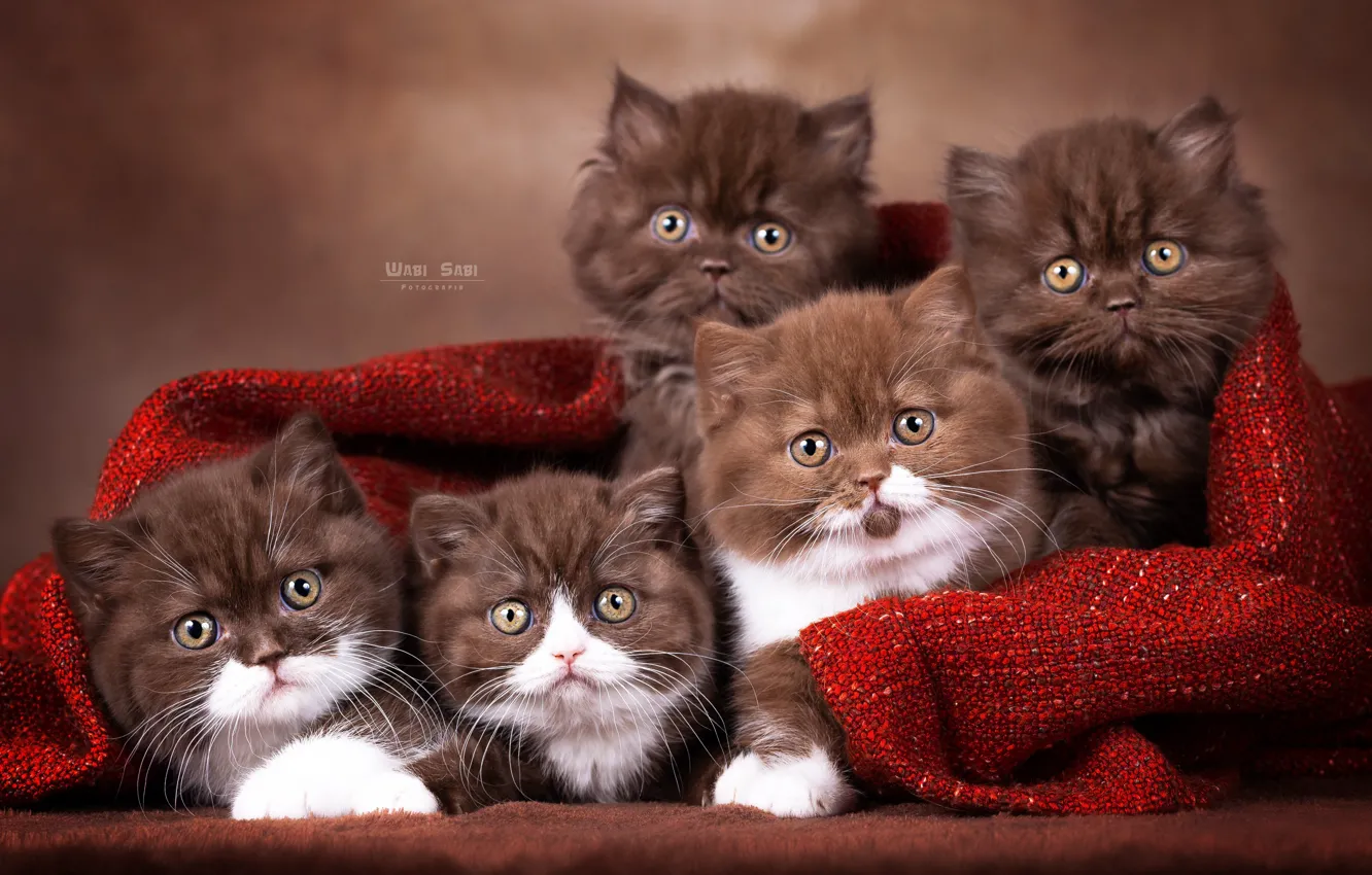 Photo wallpaper cats, cats, kittens