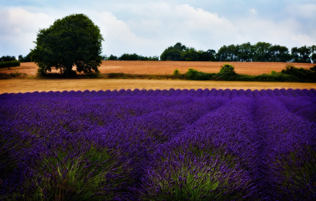 Photo wallpaper trees, flowers, lavender, lavender field