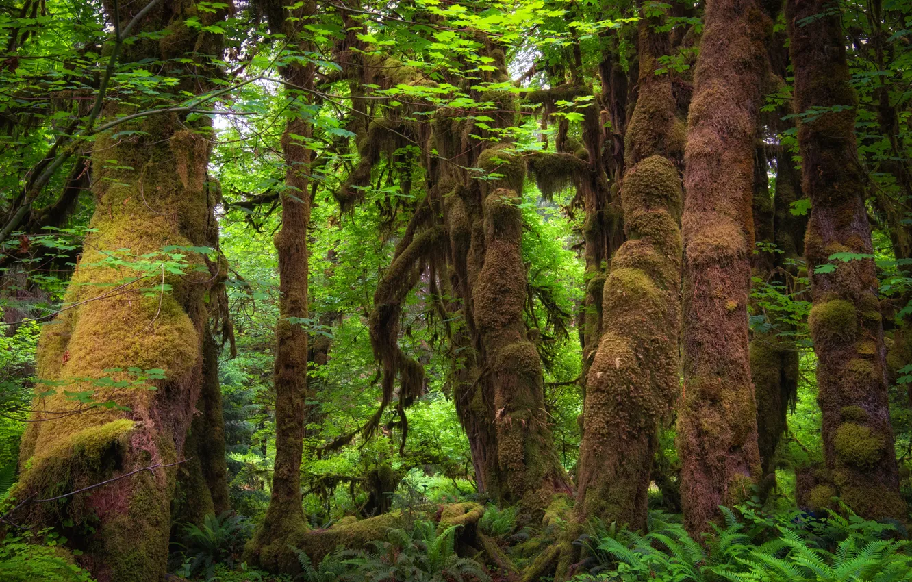 Photo wallpaper forest, trees, thickets, moss