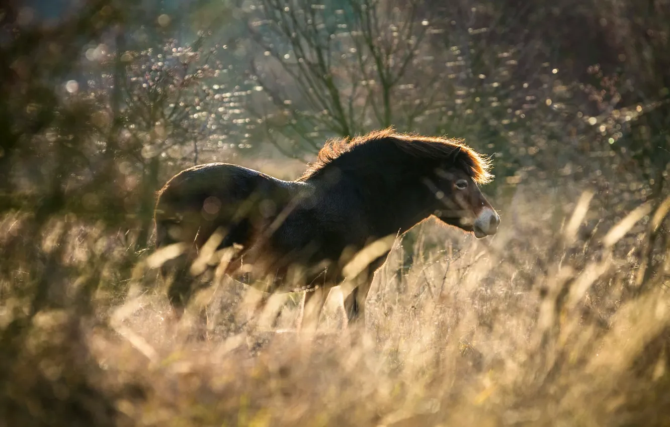Photo wallpaper grass, look, light, branches, nature, horse, thickets, horse