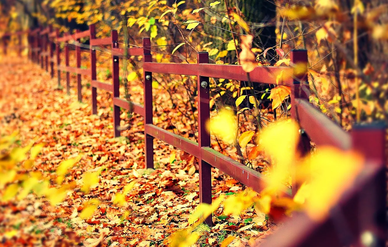Photo wallpaper autumn, leaves, macro, trees, background, tree, widescreen, Wallpaper