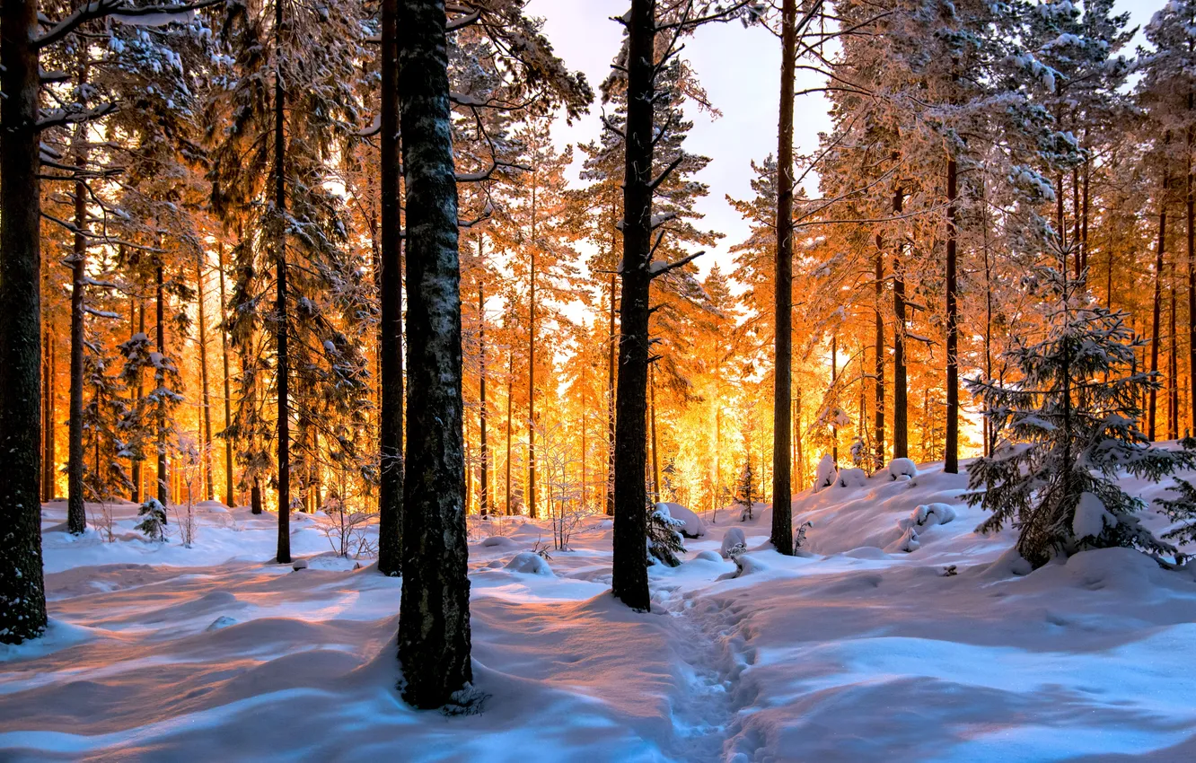 Photo wallpaper lights, forest, trees, nature, winter, snow, Finland, sunlight