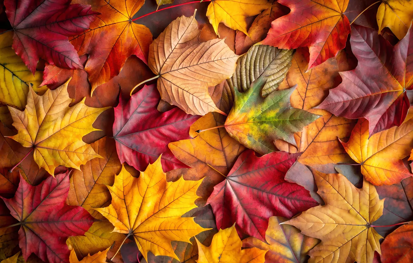 Photo wallpaper autumn, leaves, AI art
