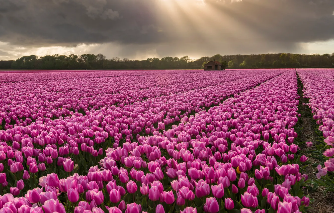 Photo wallpaper field, purple, the sky, trees, landscape, flowers, clouds, tulips