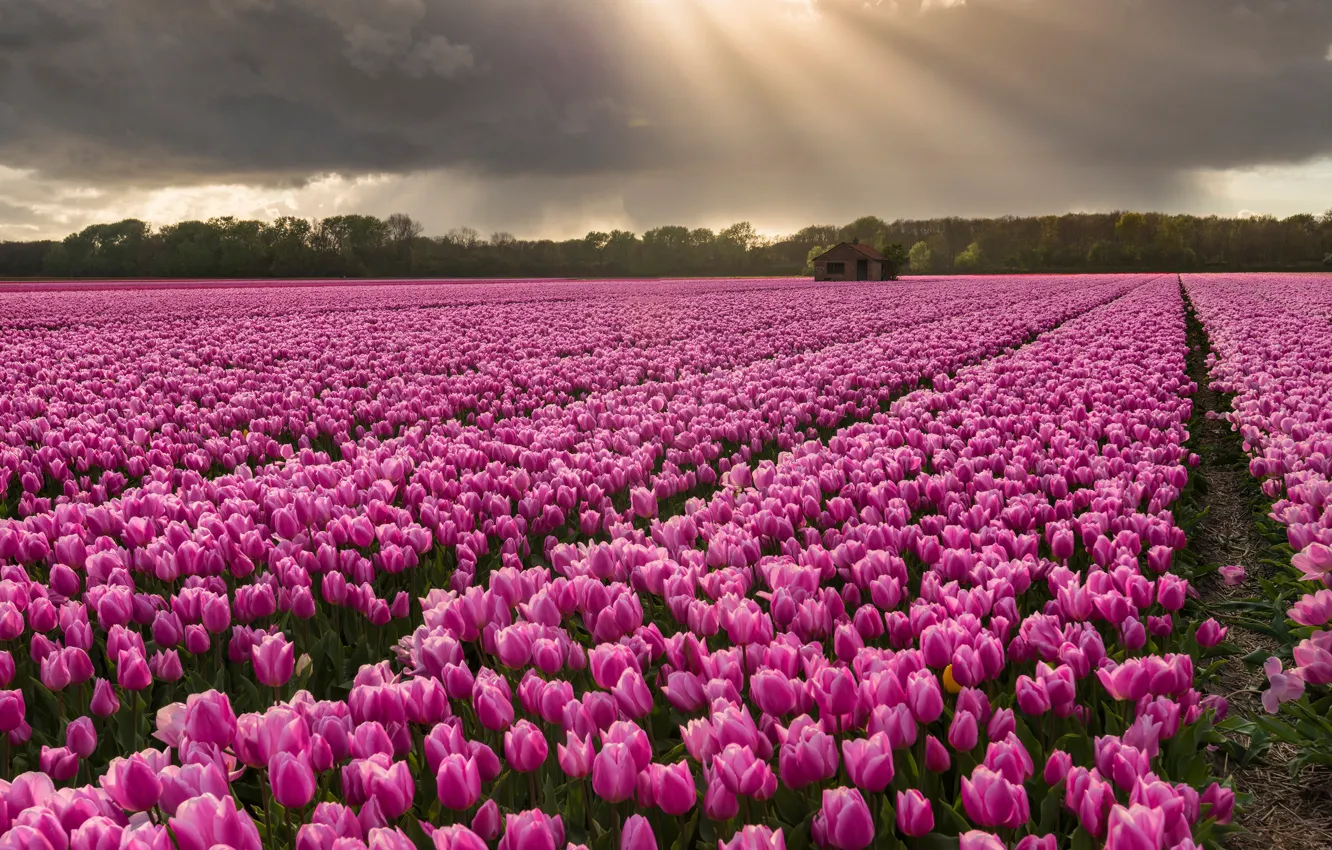 Photo wallpaper field, the sky, trees, landscape, flowers, clouds, purple, tulips