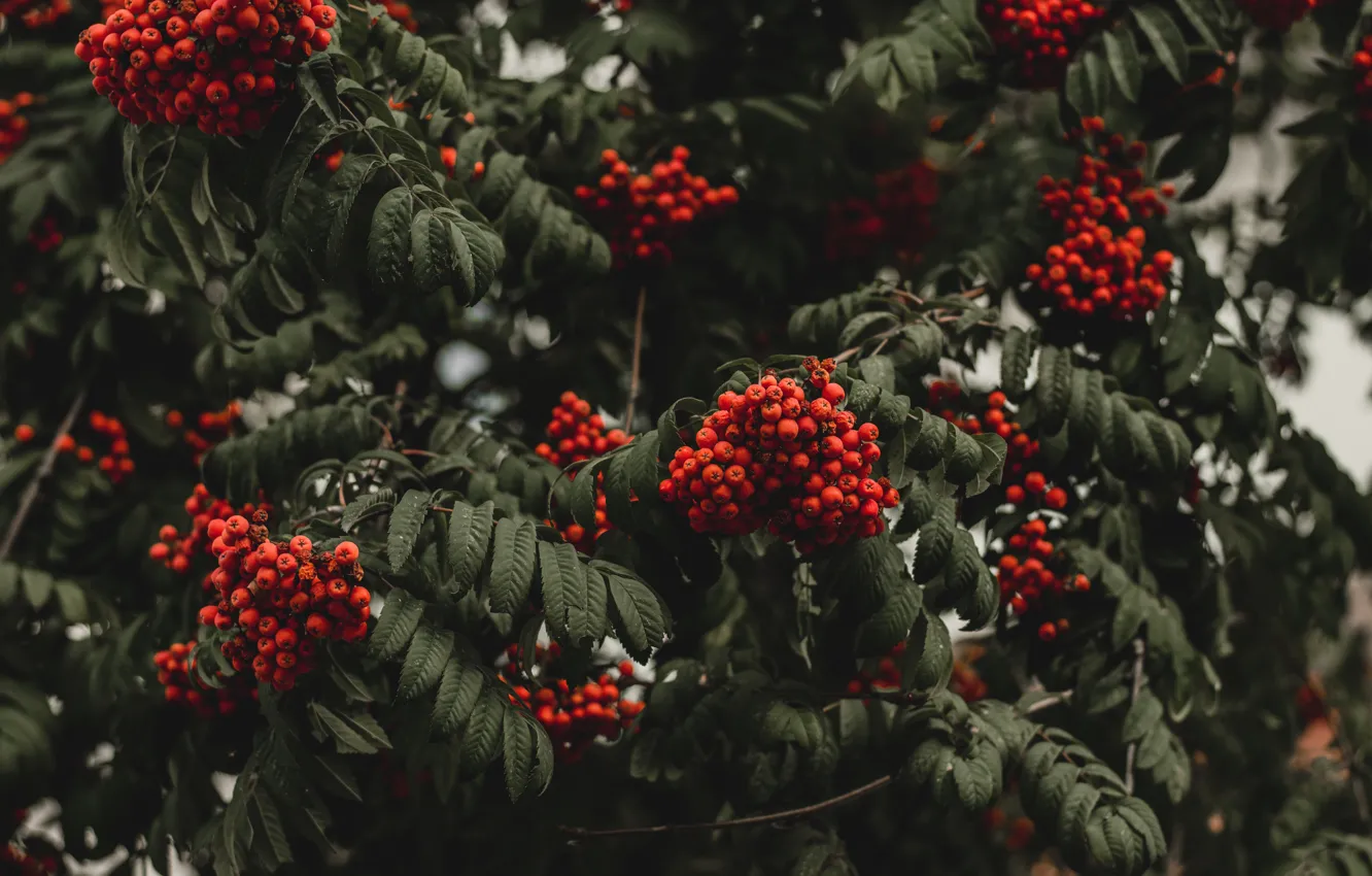 Photo wallpaper autumn, leaves, trees, branches, red, berries, the dark background, fruit