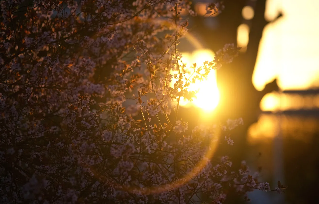 Photo wallpaper the sun, branches, spring, flowering, Ring of Fire