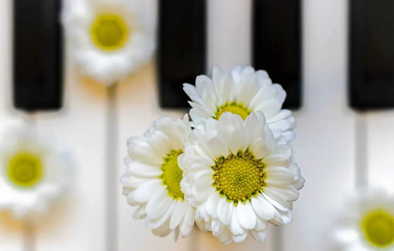 Photo wallpaper chamomile, petals, keys