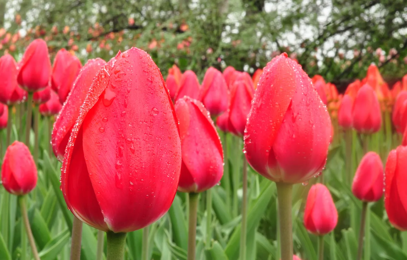 Photo wallpaper drops, nature, Rosa, petals, garden, tulips