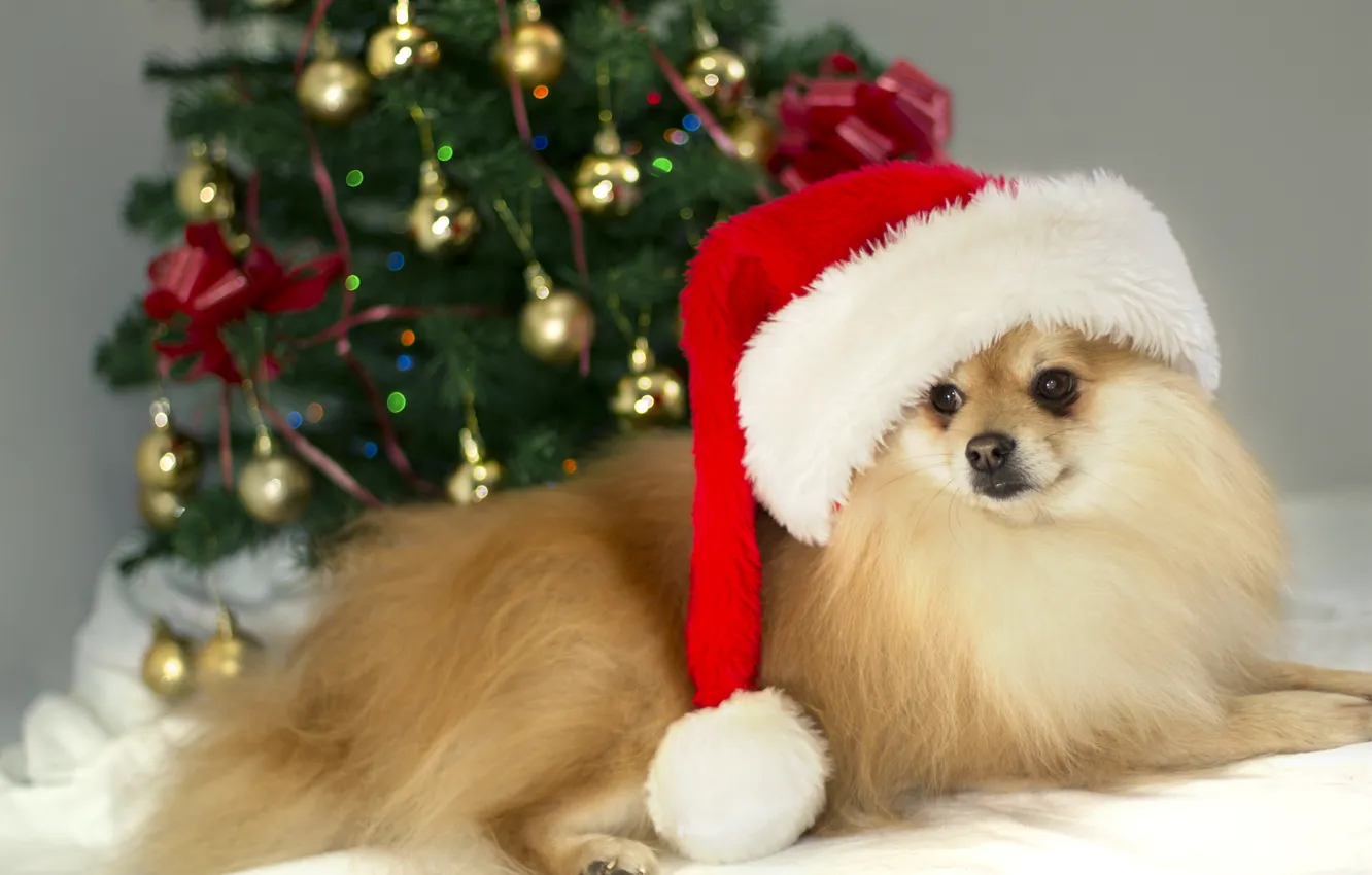Photo wallpaper German, Christmas, photo, brown, dog, cute, MMaglica photo, MMaglica