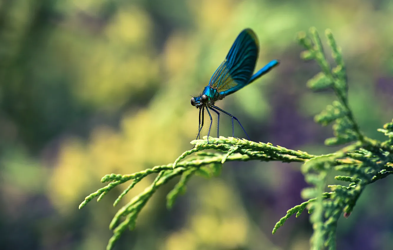 Photo wallpaper macro, branch, dragonfly, insect