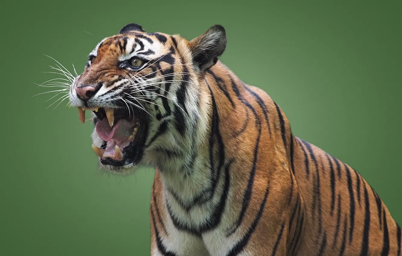 Photo wallpaper tiger, predator, mouth, grin, wild cat, green background