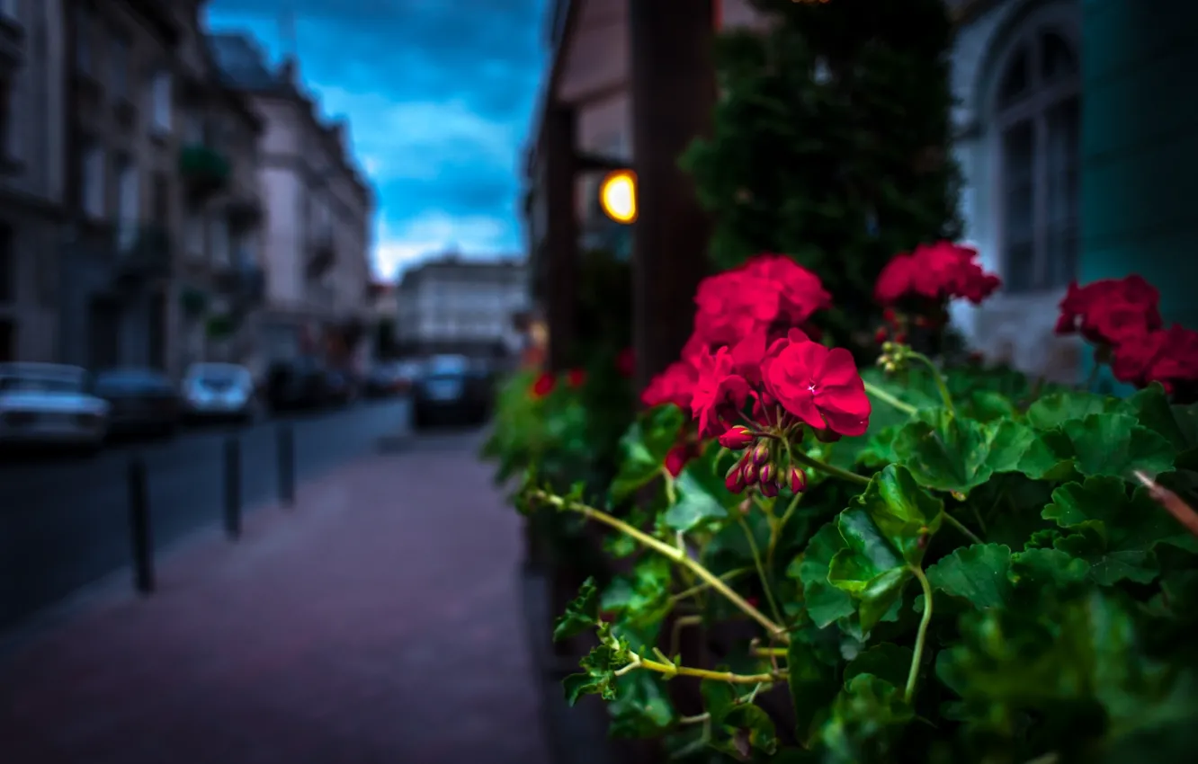 Photo wallpaper flowers, street, the evening