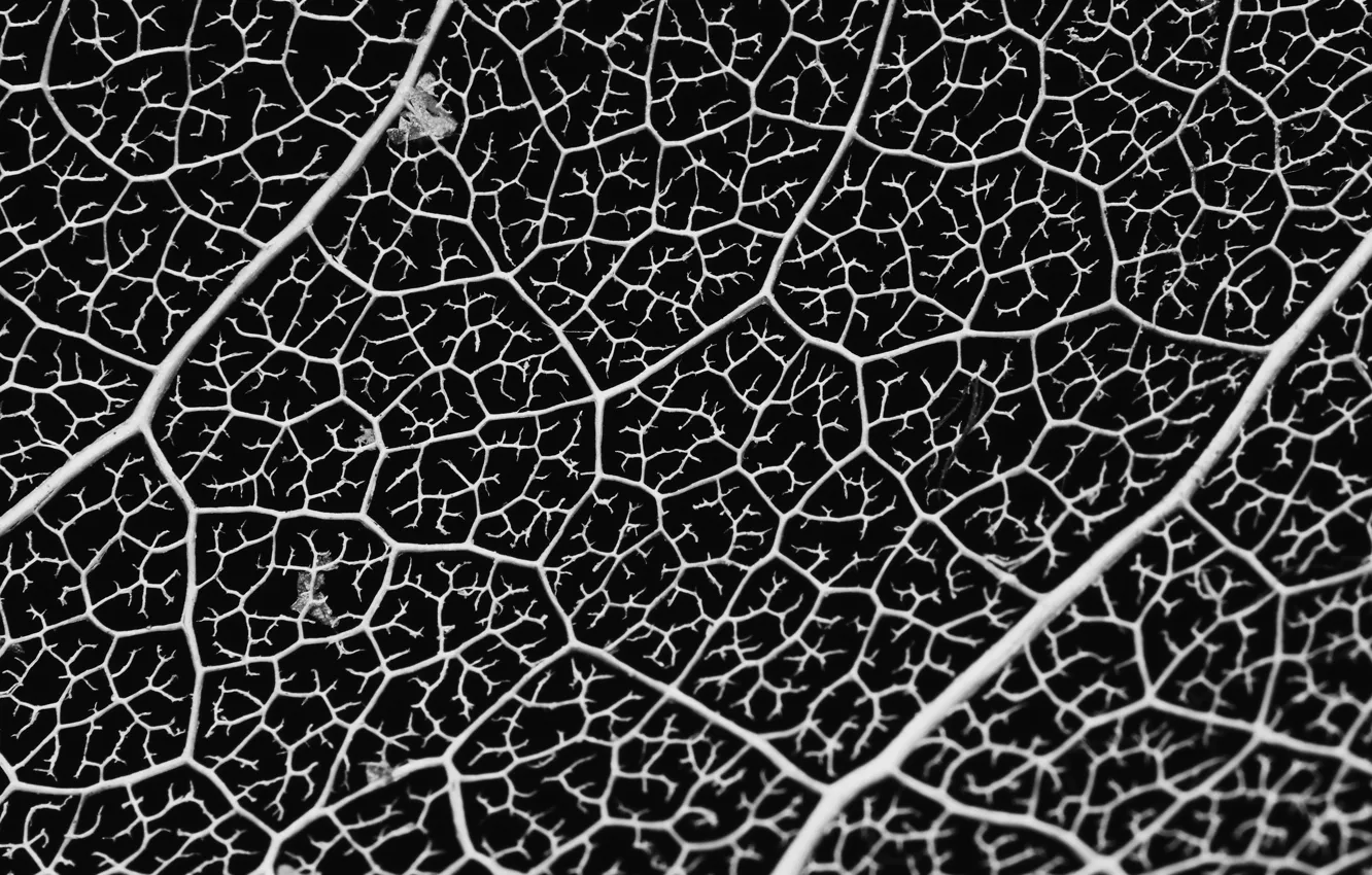 Photo wallpaper nature, texture, leaf, veins